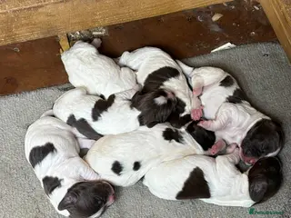 Sprocker dogs Sprocker spaniel puppies 2 girls left READY TO GO - Advert 1