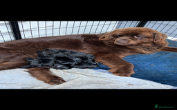 Newfoundland dogs for sale: Newfoundland puppies - Image 29
