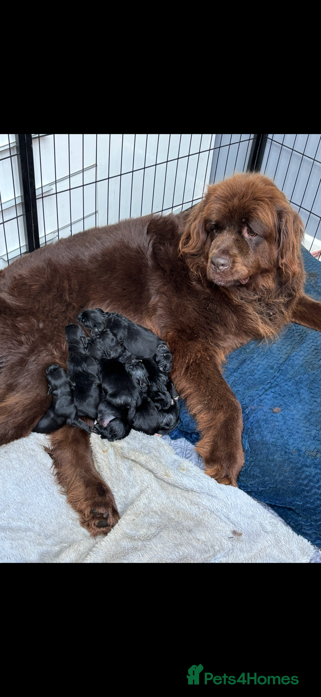 Newfoundland dogs for sale: Newfoundland puppies - Image 29