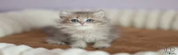 British Shorthair cats for sale: TICA Blue Golden BSH/BLH kittens looking for homes - Advert 2