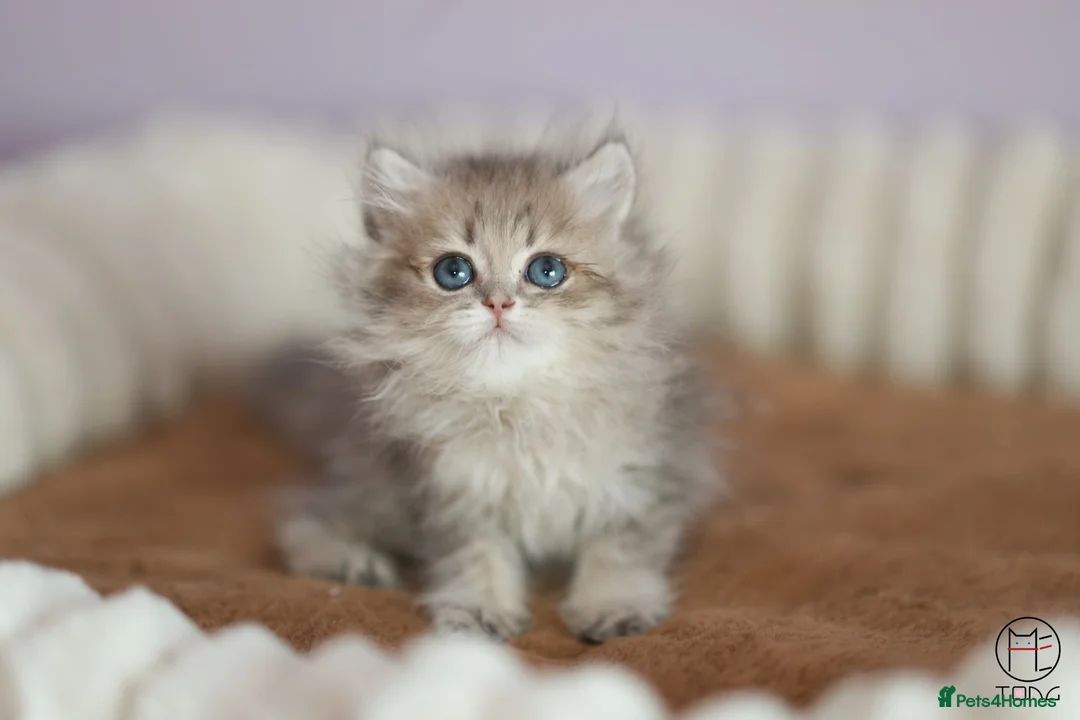British Shorthair cats for sale: TICA Blue Golden BSH/BLH kittens looking for homes - Advert 2