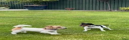 Jack Russell dogs for sale: Beautiful Jack Russell Terrier Puppies Available in Munlochy - Advert 6