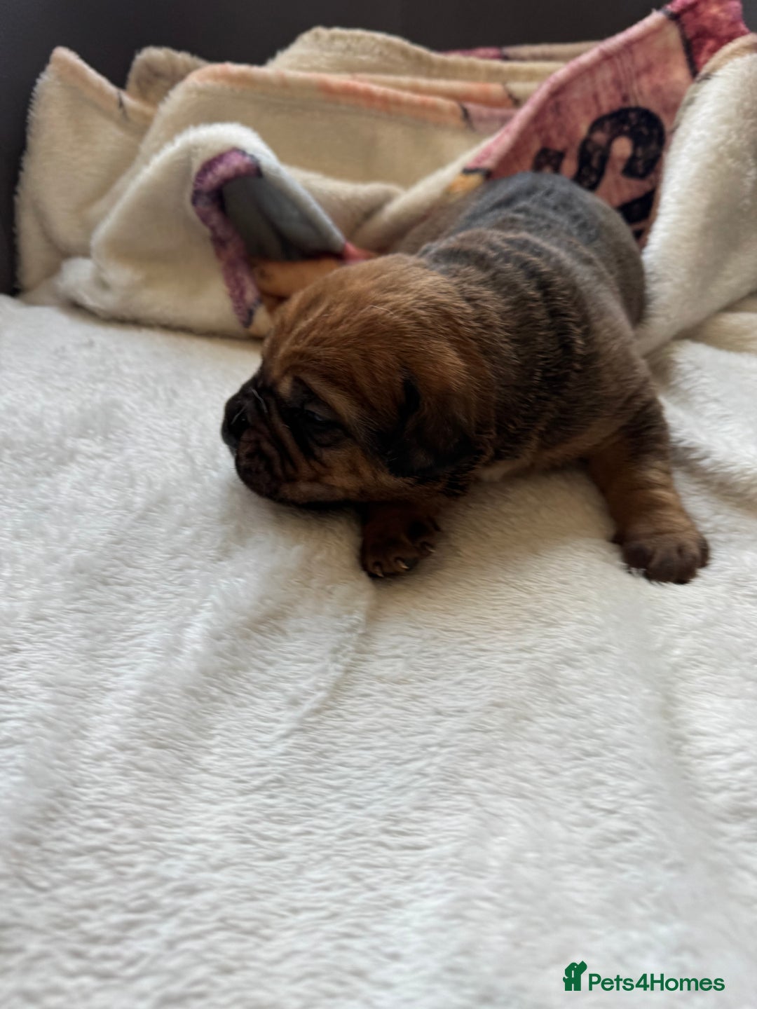 Cane Corso dogs for sale: 6 beautiful cane Corso puppies  - Advert 26