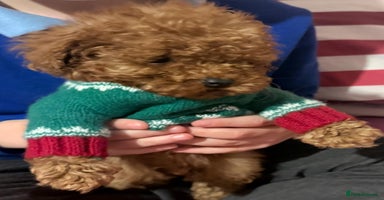 Toy Poodle dogs - Advert 5