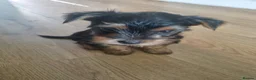 Yorkshire Terrier dogs for sale: Super cute miniature Yorkshire terriers - Advert 7