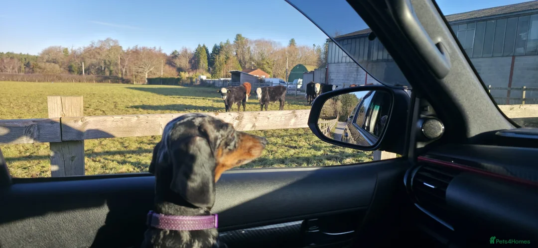 Dachshund dogs for sale: Beautiful litter of smooth mini dachshunds - Advert 7