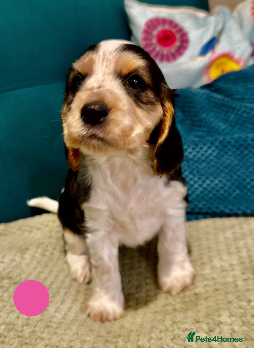 Cocker Spaniel dogs for sale: Fantastic Show / Working Cocker Spaniels - Advert 32