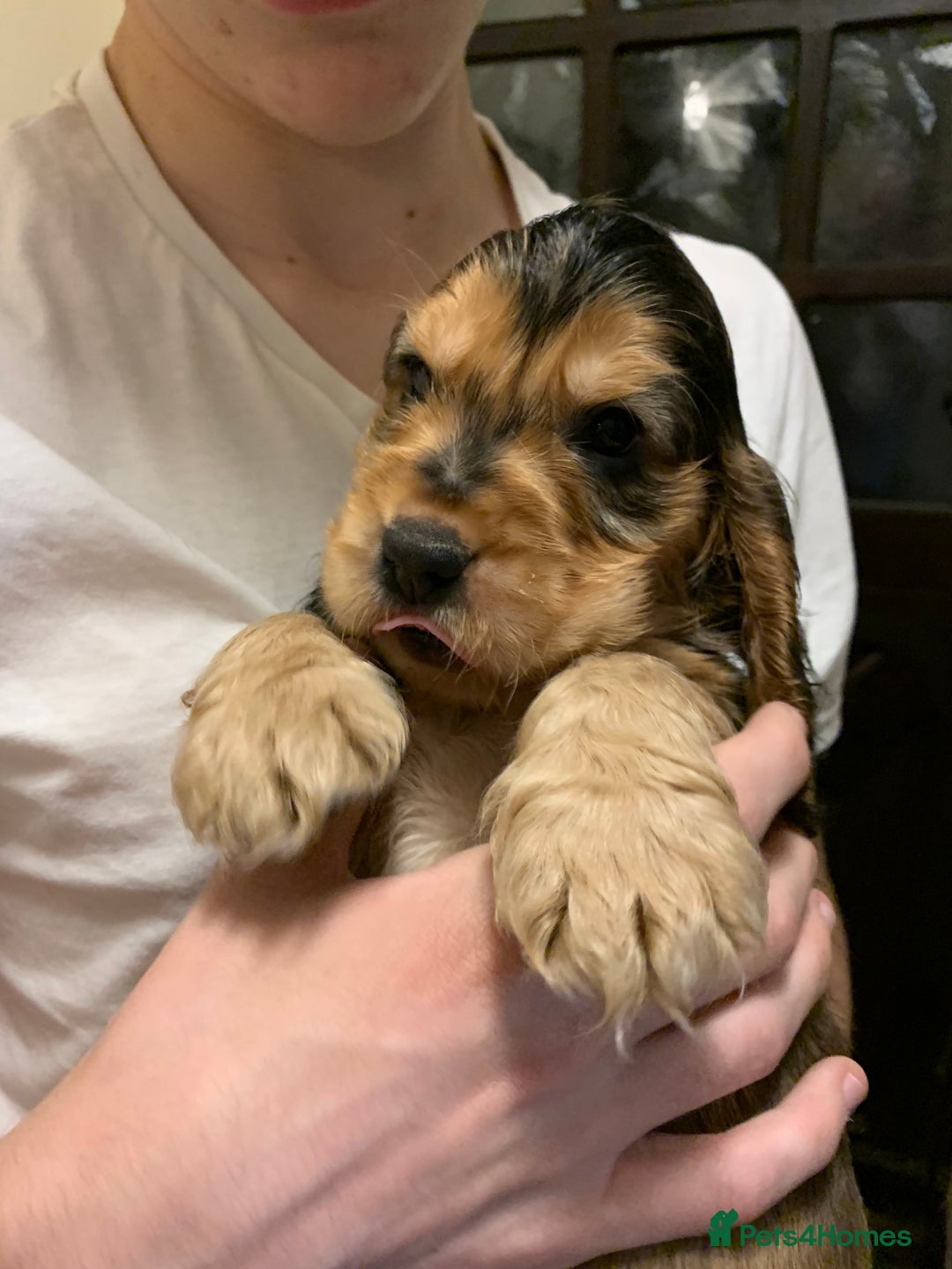 Cocker Spaniel dogs for sale: KC Show Carefully bred for Health and Temperament  - Image 6