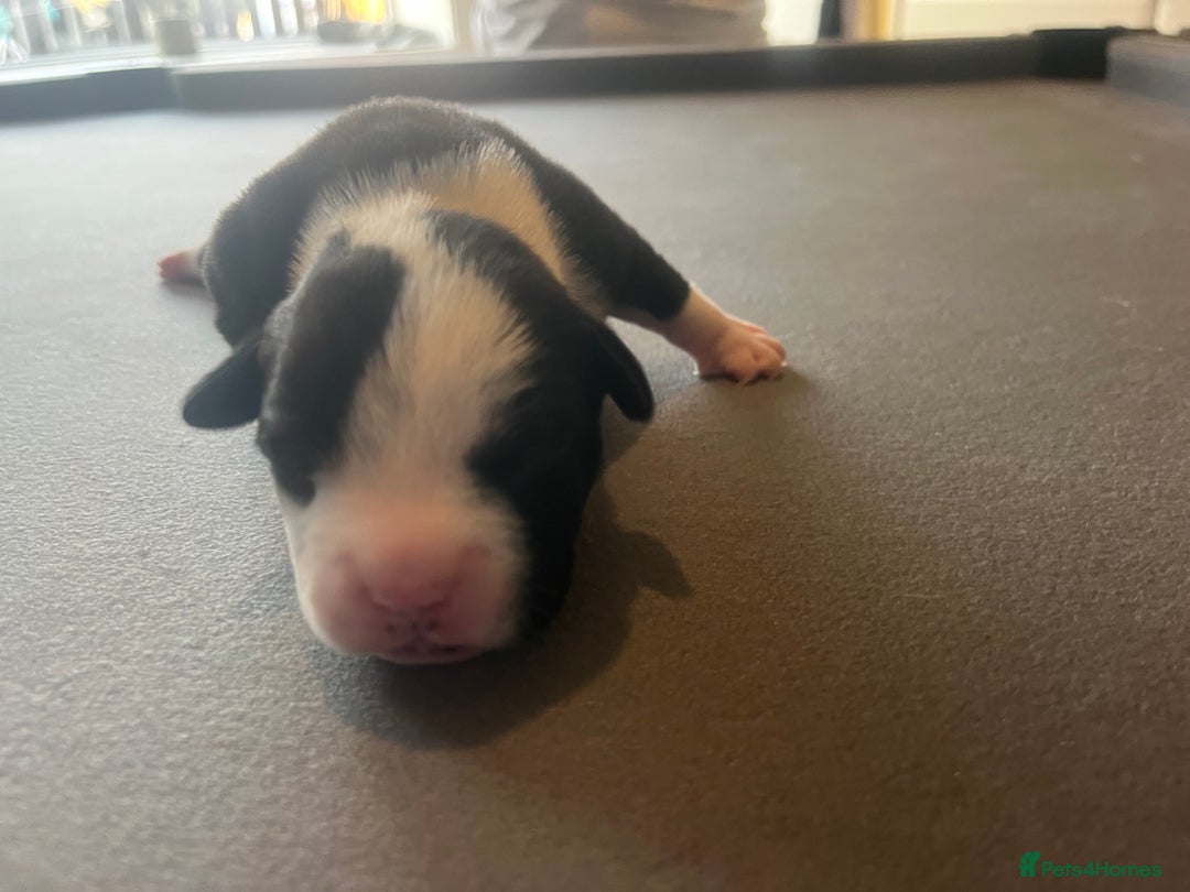 Mixed Breed dogs for sale: StaffyXAmerican bulldog puppies  - Image 39