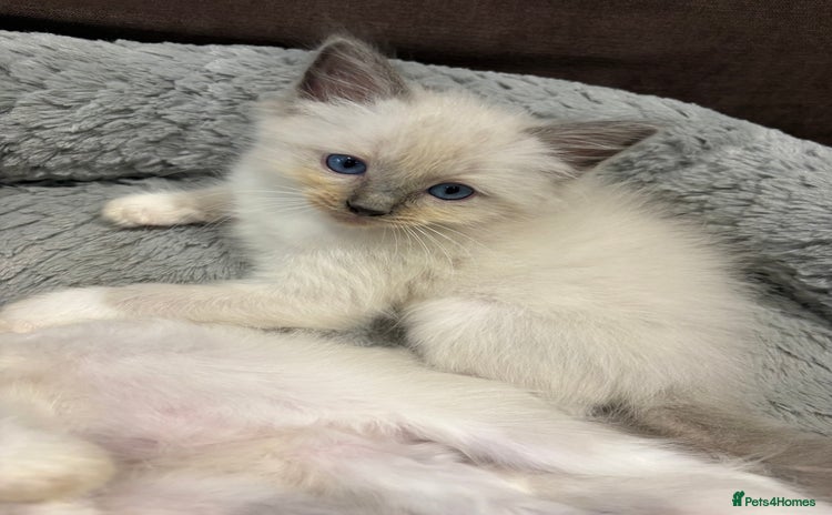 Ragdoll cats - Advert 5