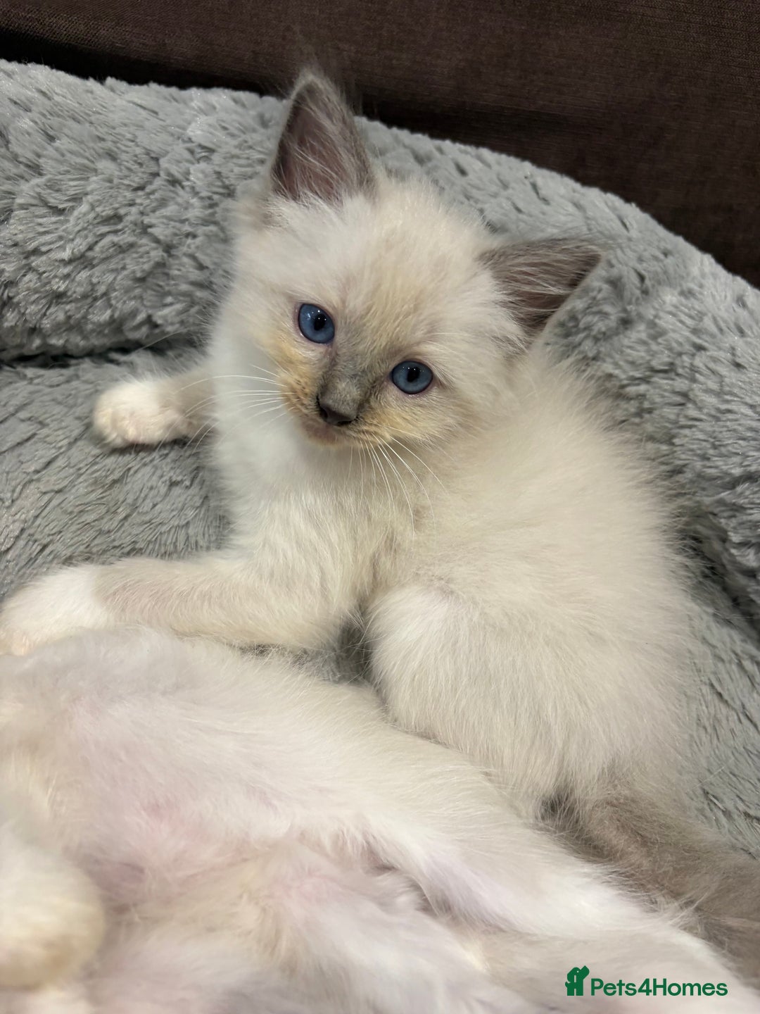 Ragdoll cats for sale: Last 2 beautiful boy blue mitted Ragdolls kittens  - Image 2