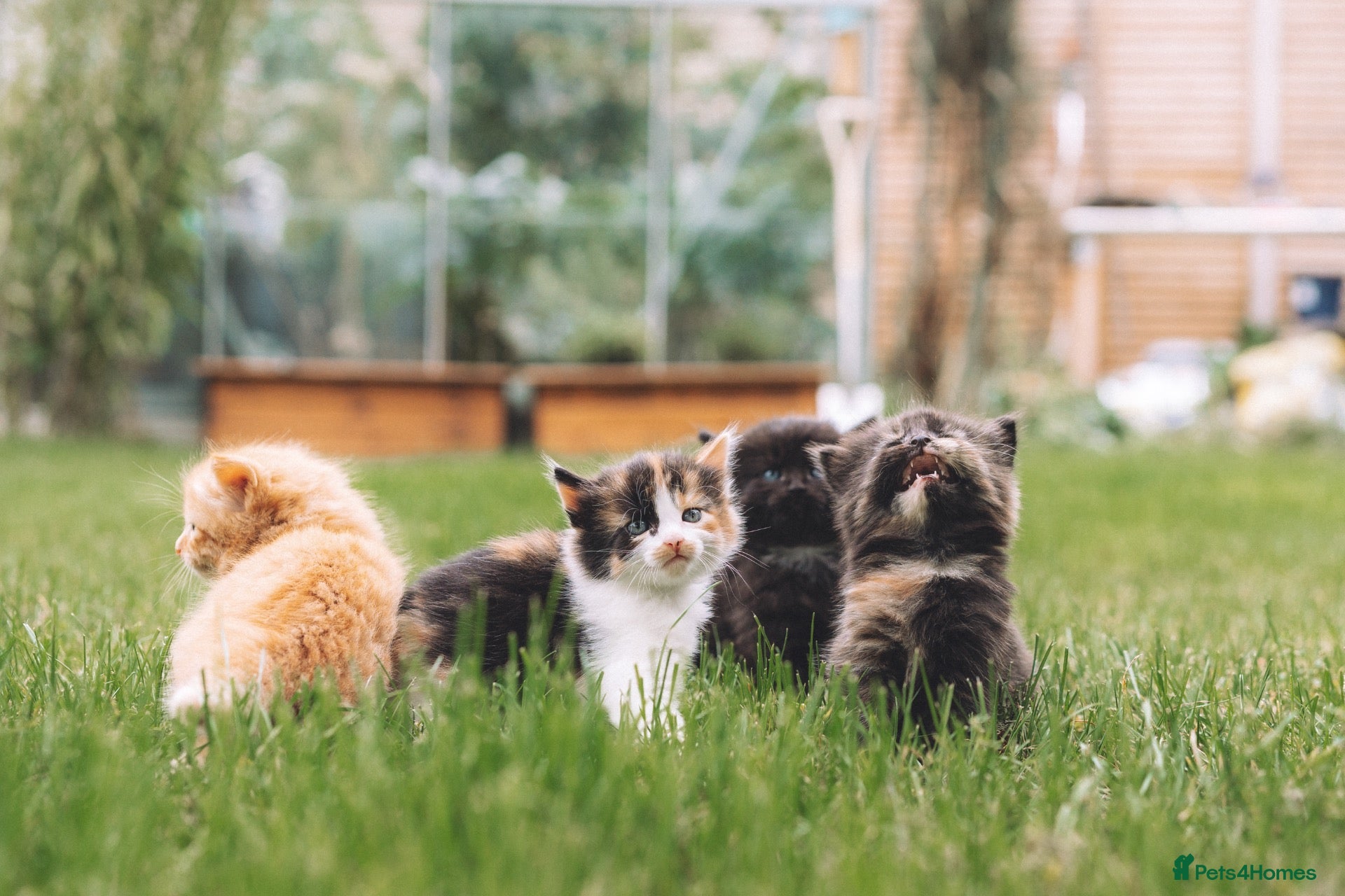 Mixed Breed cats Stunning kittens from a Maine Coon cross mum - Advert 1