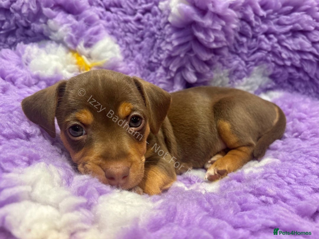 Jack Russell dogs for sale: Lilac and Chocolate Jack Russell Terrier Puppies  - Advert 4