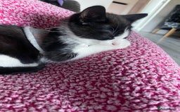 Mixed Breed cats for sale: One boy kitten - Image 4
