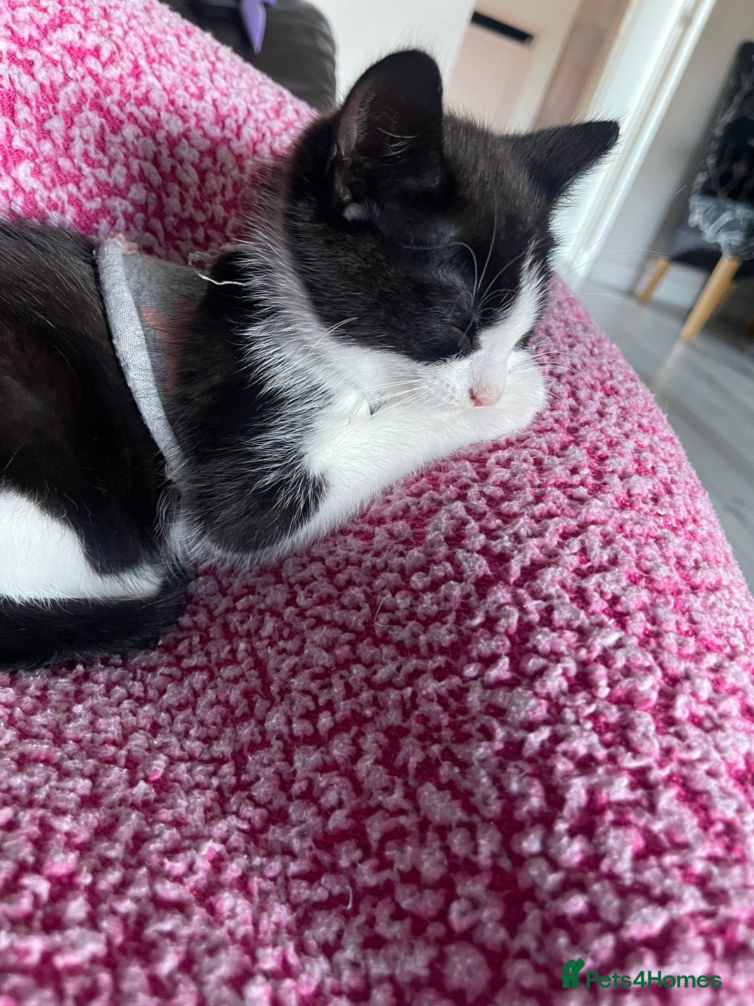 Mixed Breed cats for sale: One boy kitten - Image 4