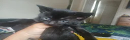 Mixed Breed cats for sale: beautiful kittens  - Advert 3