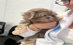 Shih Tzu dogs for sale: Stunning Lilac and Tan boy  - Image 2