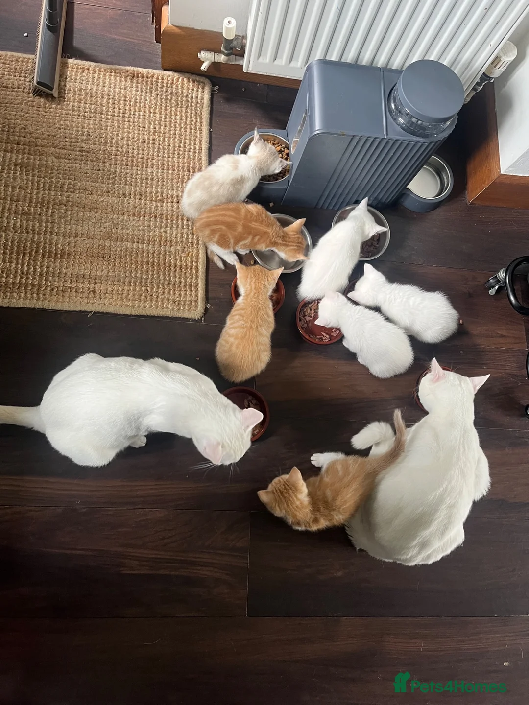 Khao Manee cats for sale: White softest/ cutest/luckyest Cat ever seen - Advert 2