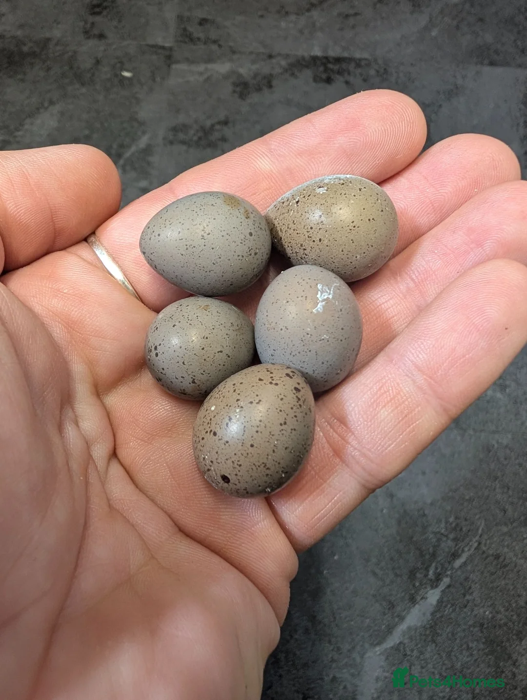 Quail poultry for sale: Button quails and fertile eggs in Manchester - Advert 2