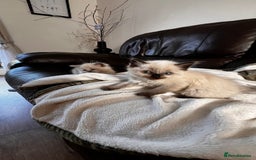 Ragdoll cats for sale: Ragdoll kittens - Image 3