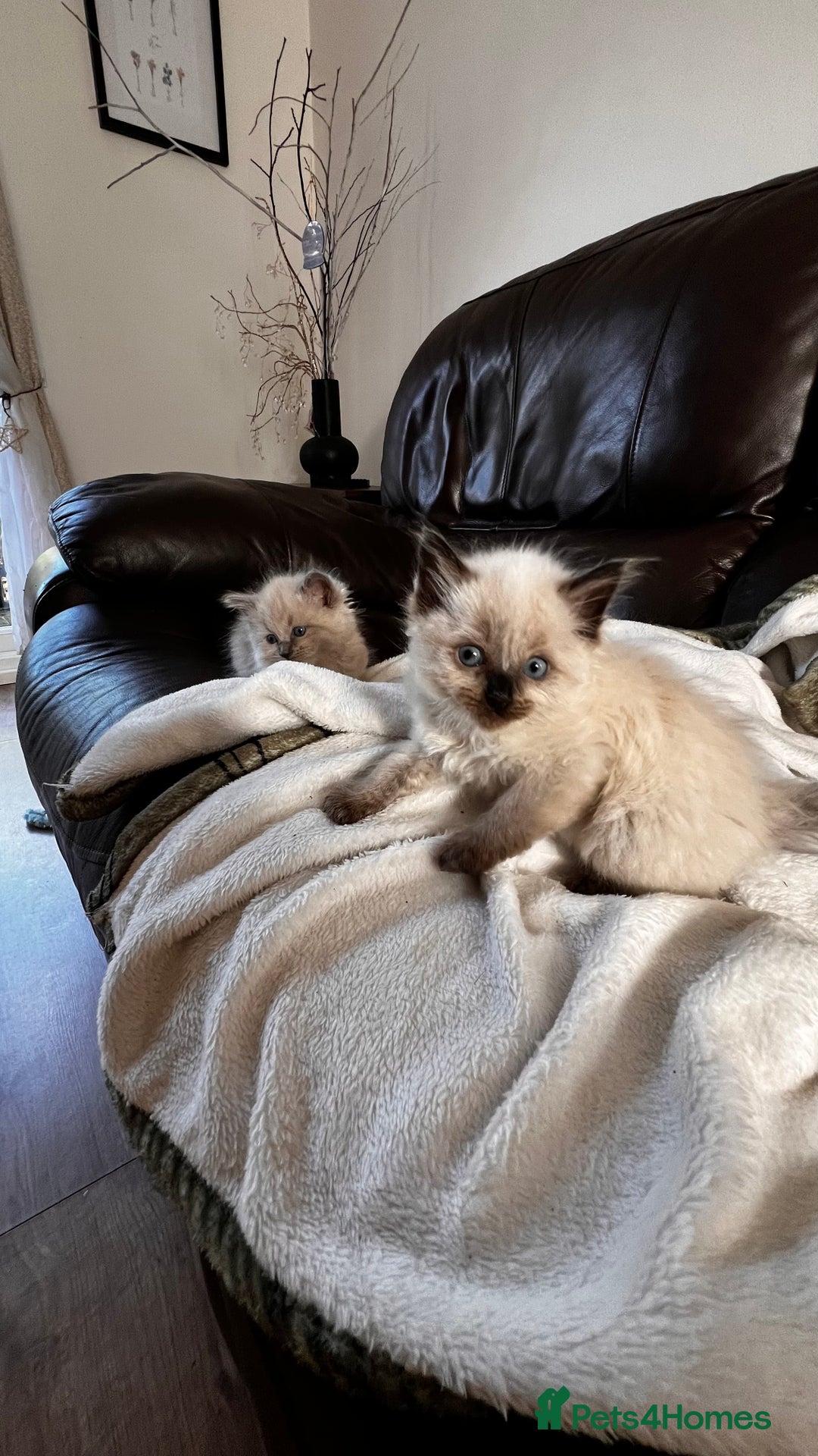 Ragdoll cats for sale: Ragdoll kittens - Image 3
