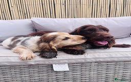 Cocker Spaniel dogs for sale: Cocker spaniel puppy - Image 4