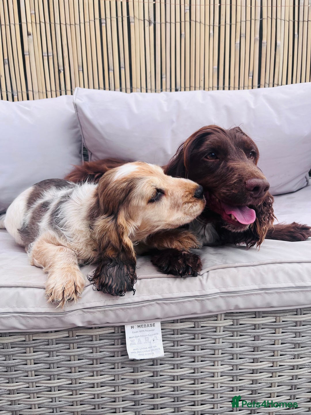Cocker Spaniel dogs for sale: Cocker spaniel puppy - Image 4