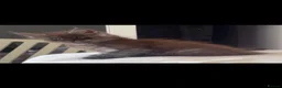 Maine Coon cats for sale: Maine coon - Advert 15
