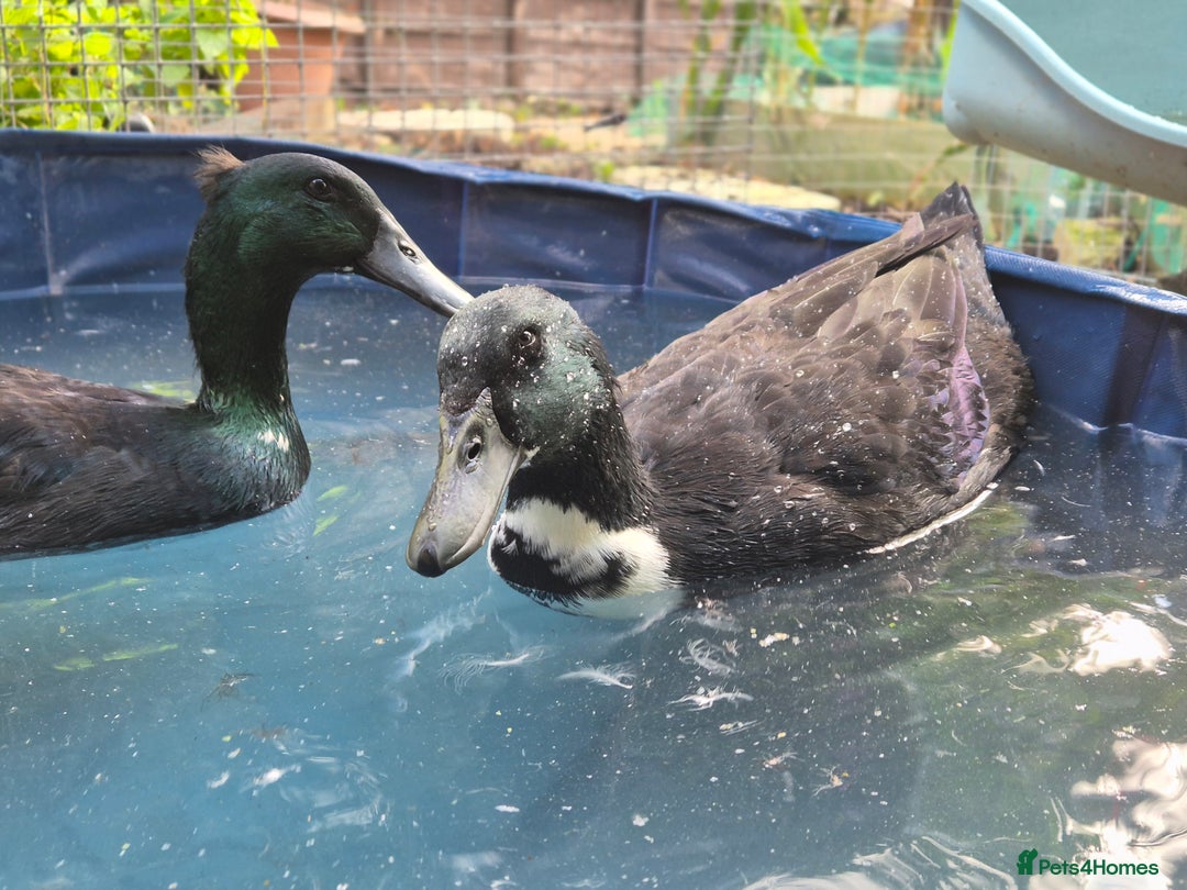 Ducks poultry for sale: 2 female and 1 male Ducks  - Image 5
