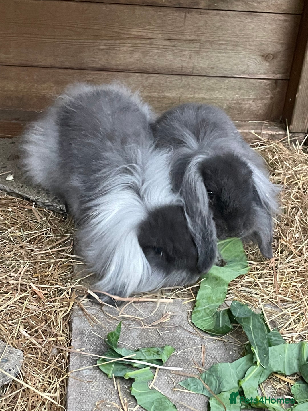 Mini Lion Lop rabbits for sale: 2 Mini Lion Lop Babies - Image 8