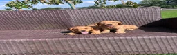 Cocker Spaniel dogs for sale: Cocker spaniel pups  in Enniskillen - Advert 3