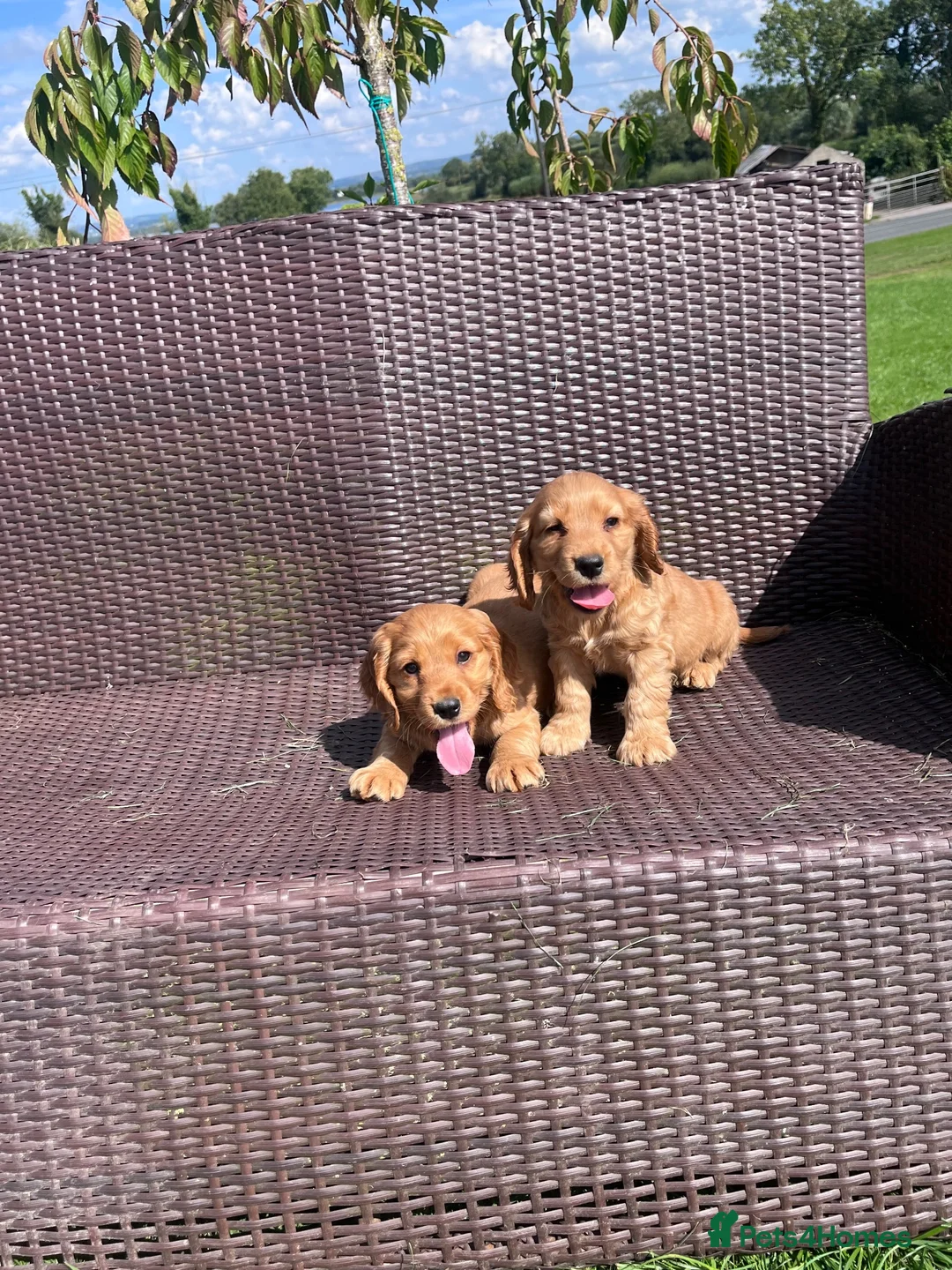 Cocker Spaniel dogs for sale: Cocker spaniel pups  - Advert 5