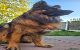 German Shepherd dogs for sale: Kc-registered German shepards puppies for sale - Image 35