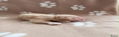 Cocker Spaniel 8