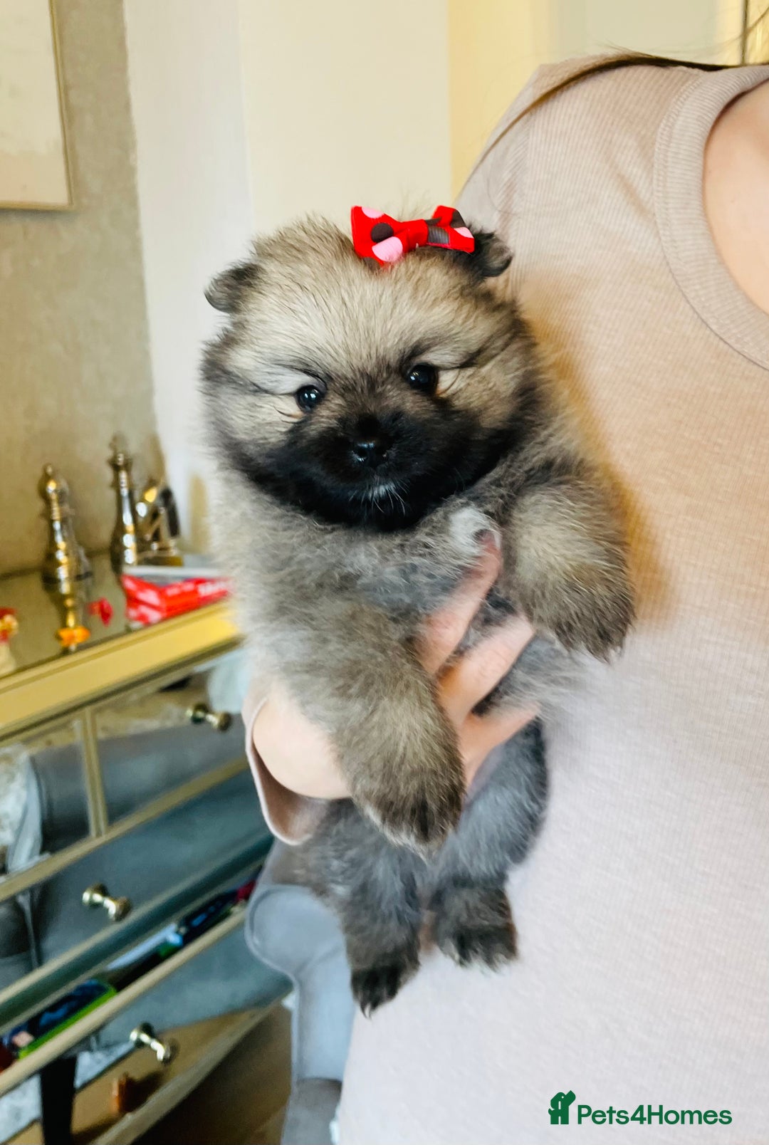 Pomeranian dogs for sale: 💕 Ready now! 1 KC Teddy Bear girl left 💕 - Advert 7