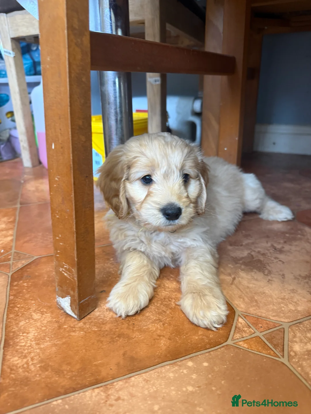 Cockapoo dogs for sale: Beautiful Health Tested Cockapoo Puppies - Advert 9