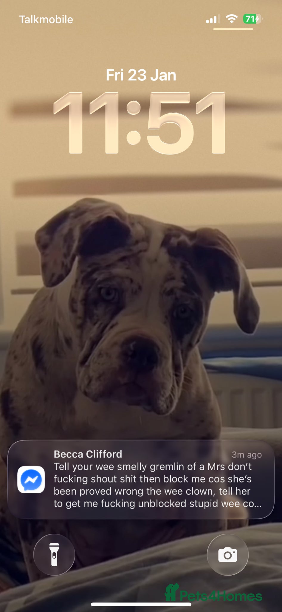 Alapaha Blue Blood Bulldog dogs Luna looking for stud - Advert 4