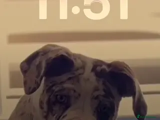 Alapaha Blue Blood Bulldog dogs Luna looking for stud - Advert 4