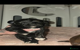 Pomapoo dogs for sale: 1 time miniature Pomapoo puppies - Image 7