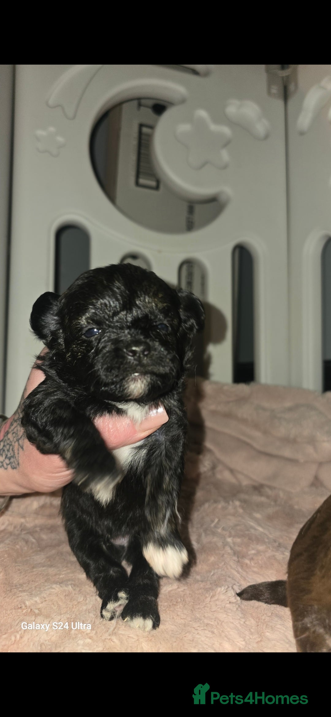 Pomapoo dogs for sale: 1 time miniature Pomapoo puppies - Image 7