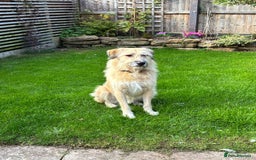 Mixed Breed dogs for adoption: 💙🐶 COOPER 🐶💙 - Image 22