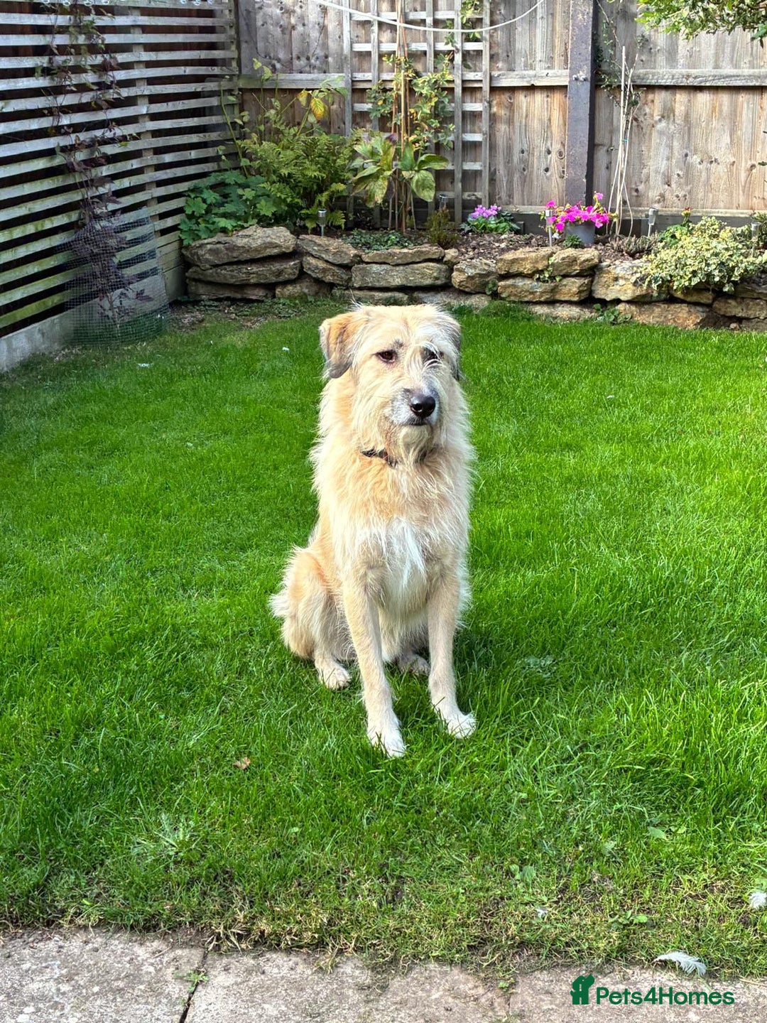 Mixed Breed dogs for adoption: 💙🐶 COOPER 🐶💙 - Image 22