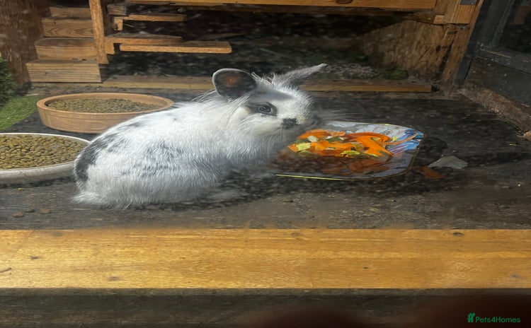 Lionhead rabbits Lion head mini lop rabbit  - Advert 3