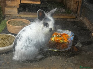 Lionhead rabbits Lion head mini lop rabbit - Advert 1