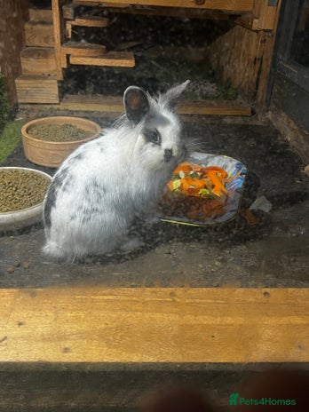 Lionhead rabbits Lion head mini lop rabbit - Advert 1