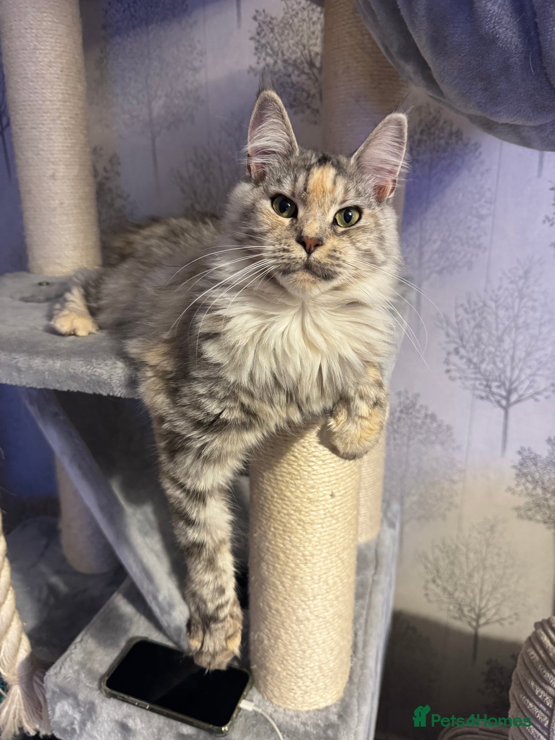 Maine Coon cats for sale: Maine coon - Image 2