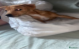 Mixed Breed dogs for sale: MALE JackChi 4 months old!  - Image 3