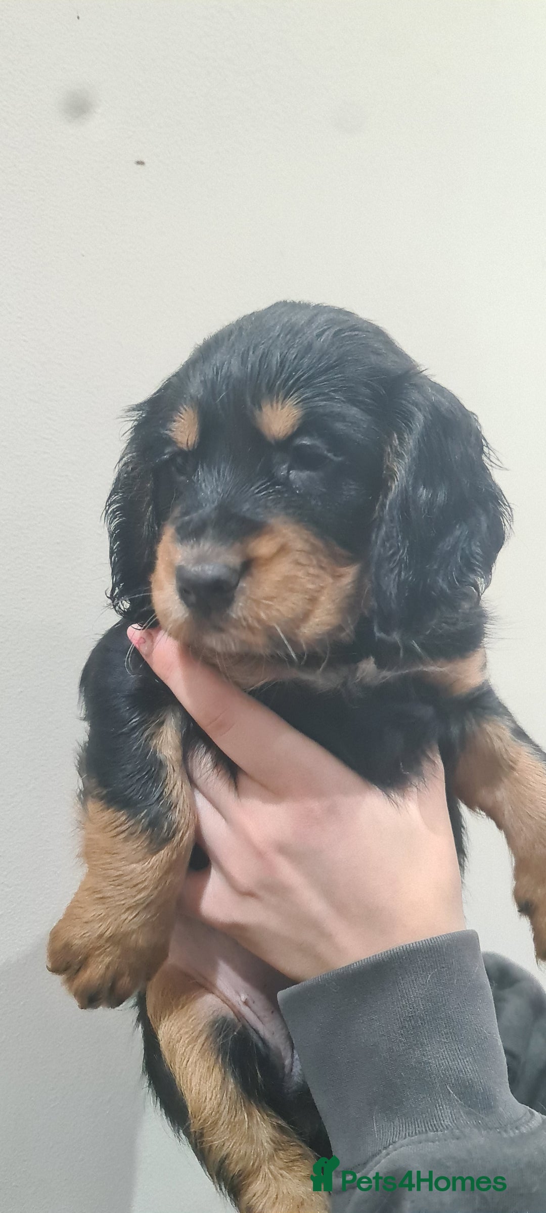 Cocker Spaniel dogs for sale: Beautiful KC Cocker Spaniel Puppies for sale  - Advert 7