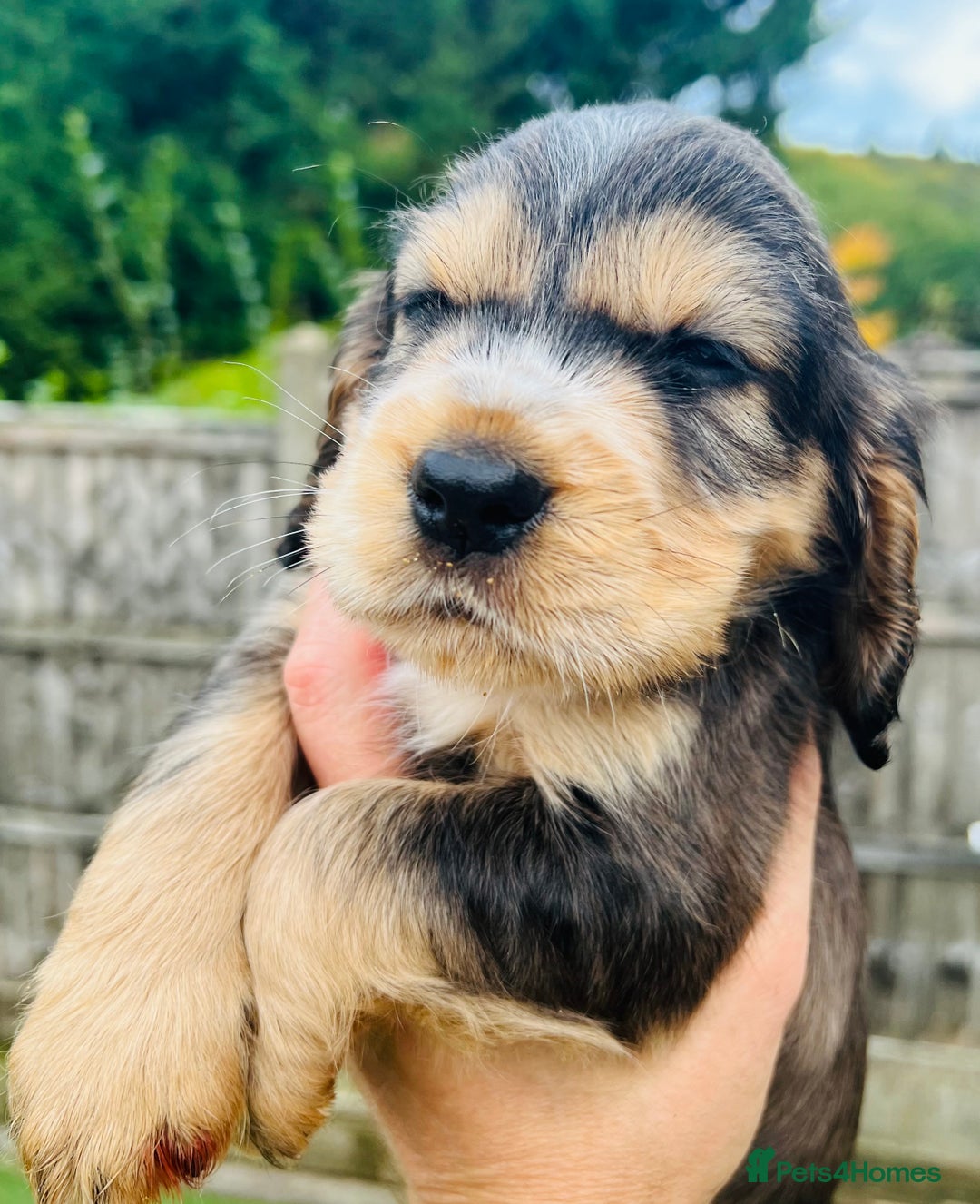 Cocker Spaniel dogs for sale: Gorgeous show type cocker spaniels - Image 33