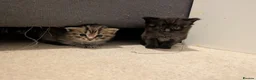 Mixed Breed cats for sale: Beautiful Healthy Kittens Ready for Loving Homes in Swindon - Advert 8